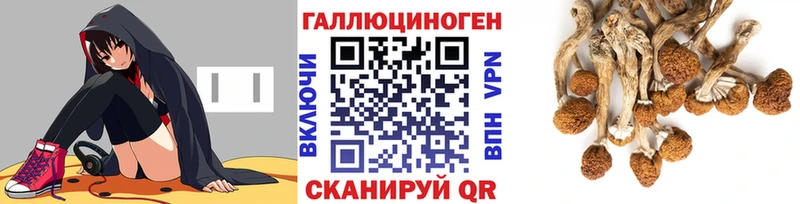 Псилоцибиновые грибы Cubensis  Суоярви 